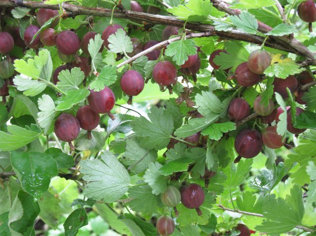 "Розовый-2" - среднеранний, требовательный к условиям выращивания сорт. Зато ягоды у него 5-7 г, некоторые до 10 г.