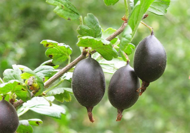 "Защитник" - один из самых неприхотливых позднеспелых сортов для Северо-Запада и Центрального района. Очень зимостойкий и устойчивый к мучнистой росе.