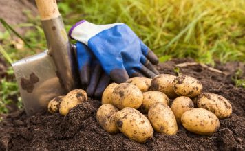 Тест: Умеете ли вы выращивать картофель или вам кажется? Тест: Умеете ли вы выращивать картошку или только кажется?