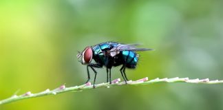 Участок без мух: как справиться с вредителями на открытом воздухе.