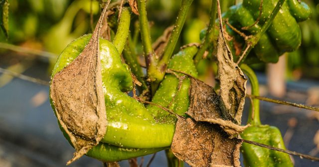 Вездесущная белокрылка: как избавиться от вредителя даже в сезон урожая.