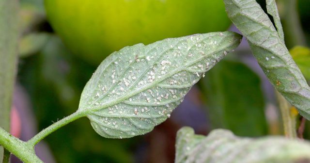 Многие виды вредителя относятся к широким полифагам и заселяют просто те растения, до которых могут добраться на участке.