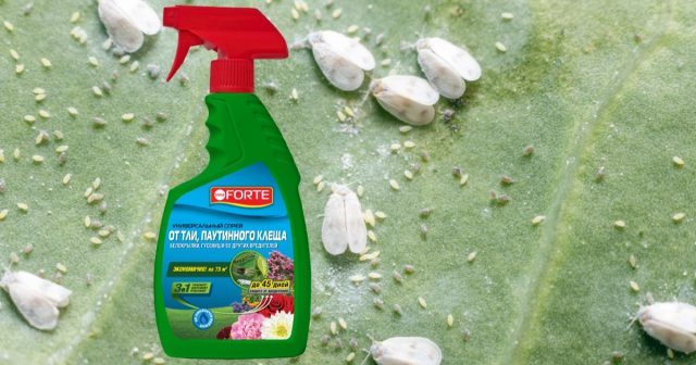 Например, спрей Универсальный Bona Forte защищает растения до 45 дней и спасает посадки не только от белокрылки, но и многих других вредителей.