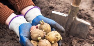 Второй урожай картофеля: как посадить клубни в середине лета.