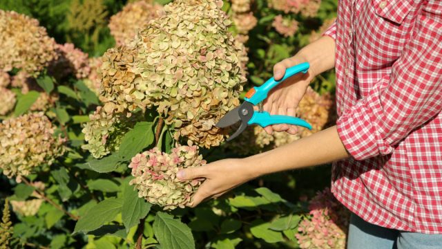 Удаление отцветших головок стимулирует развитие боковых побегов и образование новых соцветий.