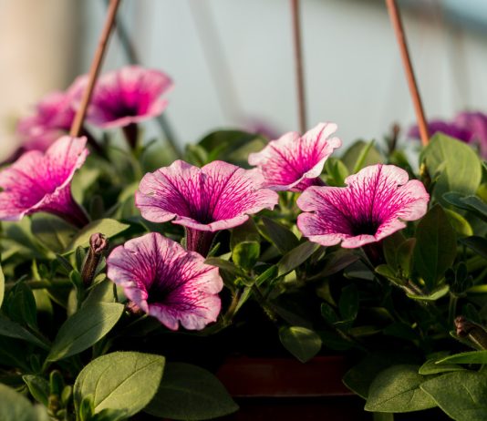 Залог пышного цветения петуний: разбираемся в видах и уходе.