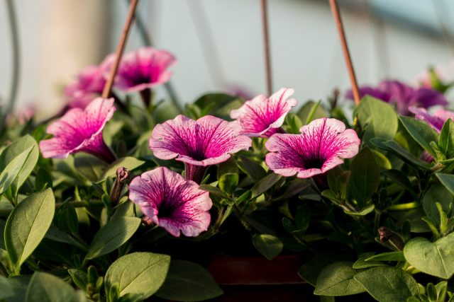 Залог пышного цветения петуний: разбираемся в видах и уходе.