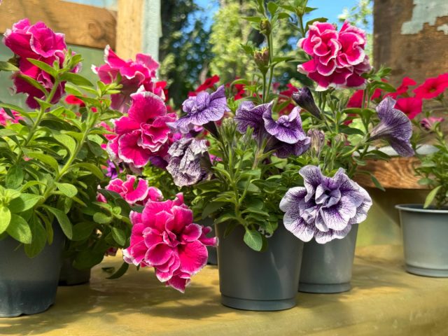 Поверхность чашелистиков бывает как простой, как у сорта «Пикоти», так и махровой, как, например, у «Пируэтт Роуз».