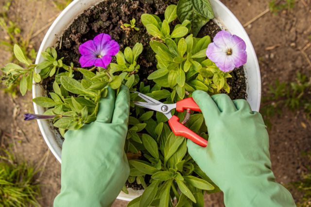 Ко второй половине июля многие петунии устанут, и омолаживающая обрезка вдохнёт в них жизнь.