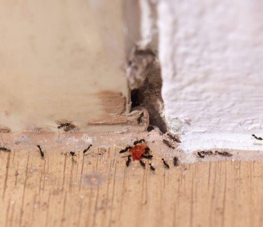 3 главных паразита в доме: как избавиться от клопов, муравьев и тараканов - Грин Бэлт — урожай под защитой 3 главных паразита в доме: как избавиться от клопов, муравьев и тараканов.