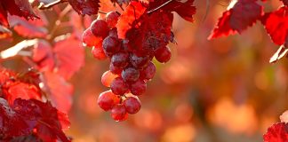 5 обязательных этапов ухода за виноградом осенью - Удобрения и средства защиты 5 обязательных этапов ухода за виноградом осенью.