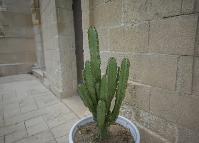 Хотя биологически молочай канделябровый является суккулентом, а не кактусом, это одно из самых популярных комнатных кактусоподобных растений. Этот колонновидный, прямостоячий молочай образует ветви, отходящие от ствола.