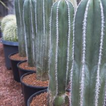 Имейте в виду, что пахицереус может вырасти до 4,5 метров и более, но горшок поможет его сдерживать в желаемой высоте.