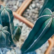 Пахицереусы, нетоксичны, но их колючки опасны при прикосновении или проглатывании, поэтому обязательно держите растение в недоступном для детей и домашних животных месте.