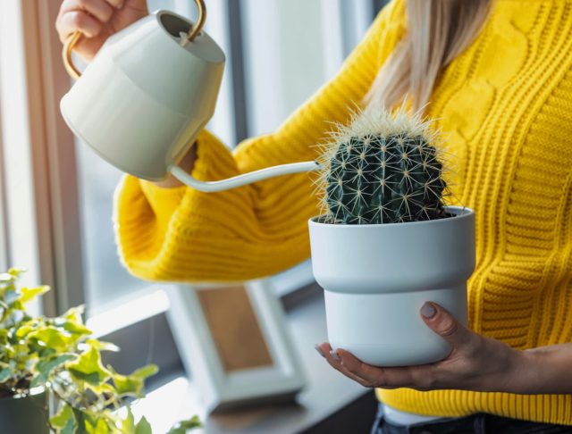 Хотя кактусы могут долго обходиться без воды, им всё же нужен регулярный полив в период активного роста, то есть весной и летом.