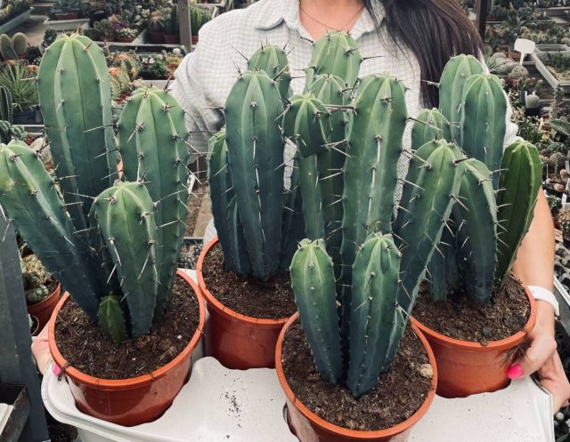 Миртиллокактус геометрический (Myrtillocactus geometrizans) получил свое название за характерную форму.