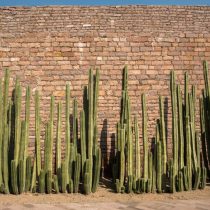Пахицереус окаймлённый (Pachycereus marginatus) - потрясающий сине-зелёный колоновидный кактус, достигающий в зрелом возрасте 6 метров в высоту.