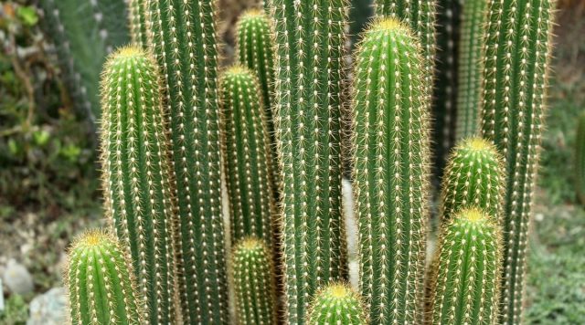 Необычный стеноцереус Турбера (Stenocereus thurberi) имеет колоновидную, древовидную форму высотой до 6 метров и более.