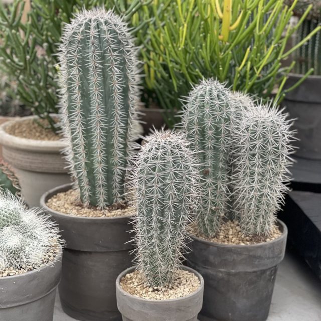 Пахицереус Прингля (Pachycereus pringlei) - самый высокий из ныне живущих кактусов в мире.