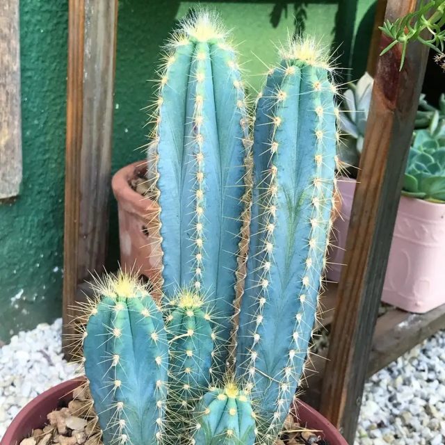 Пилозоцереус толстоветвистый (Pilosocereus pachycladus) – эффектный древовидный кактус со стволом, покрытым сизыми ветвями.
