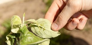 8 органических методов борьбы с вредителями, которые точно работают