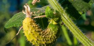 8 причин почему ваши огурцы пожелтели — спасаем урожай! - Удобрения и средства защиты 8 причин почему ваши огурцы пожелтели — спасаем урожай!