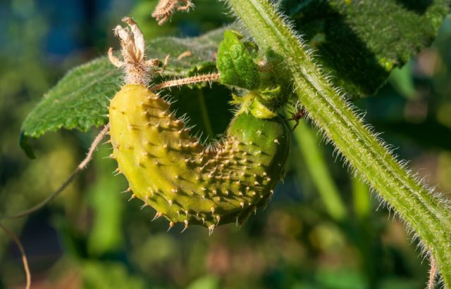 8 причин почему ваши огурцы пожелтели — спасаем урожай! 8 причин почему ваши огурцы пожелтели — спасаем урожай!