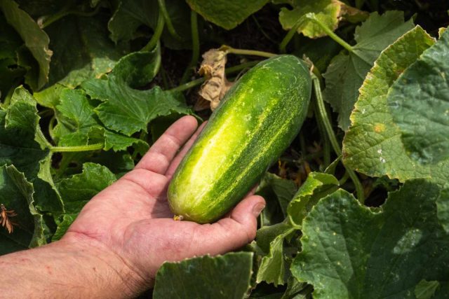 Исследования показали, что достаточное количество азота способствует зелёному цвету огурцов, причем как листьев, так и плодов. Исследования показали, что достаточное количество азота способствует зелёному цвету огурцов, причем как листьев, так и плодов.