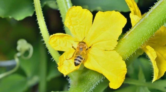 Для получения огурца хорошего размера женские цветки огурцов требуют как минимум 8–12 посещений пчёлами. Для получения огурца хорошего размера женские цветки огурцов требуют как минимум 8–12 посещений пчёлами.