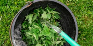 Адаптогены для растений: помогаем огороду пережить плохую погоду.