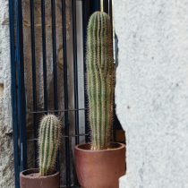 Чаще всего на картинках можно увидеть растения с боковыми отростками. Но не ждите что ваше растение будет выглядеть также: до 75–100 лет они остаются «безрукими» и растут в виде столбов.