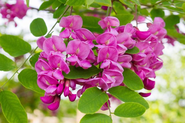 Гибрид белой акации и робинии щетинистоволосистой "Каске Руж" (Robinia pseudoacacia х Robinia Hispida 'Casque Rouge') - крупный кустарник с ароматными кистями пурпурных цветков.