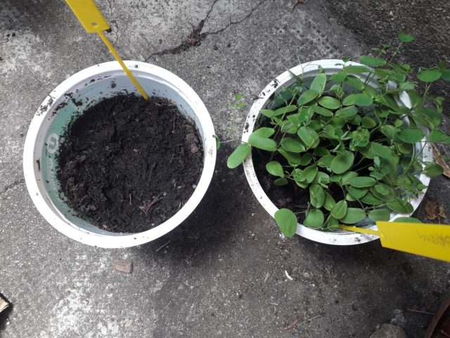 На время приживания лучше накрыть тонким нетканым материалом, чтобы не палило солнце и лучше сохранялась влага.