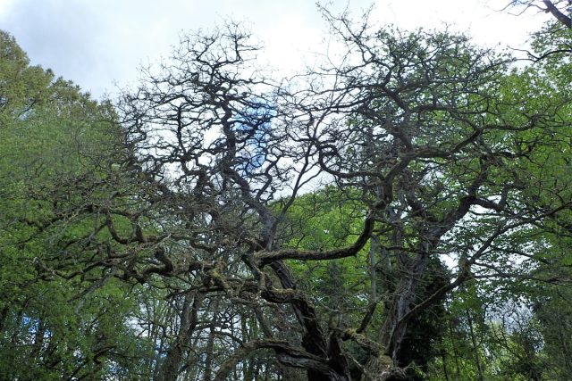 Сорт "Тортуоза" ('Tortuosa') со спиралевидно изогнутыми ветвями и «подкрученными» листьями впечатляет своей необычностью и зимой, и летом.