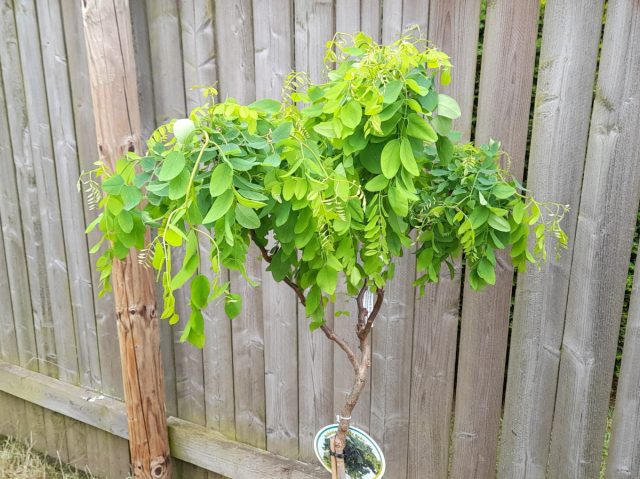 А вот сорт "Твисти Бэйби" ('Twisty Baby'), тоже со скрученными ветвями и листьями, имеет компактную форму, до 2.5 м.