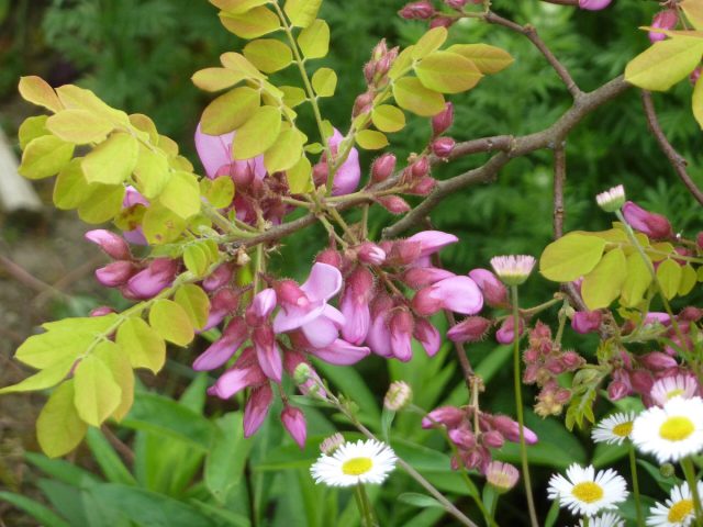 Робиния щетинистоволосистая, или испанская (Robinia hispida) - родственница, приятная во всех отношениях.