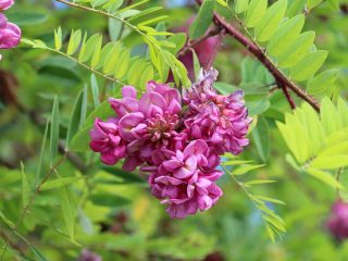 Цветёт кистями розовых цветков в мае-июне и вторично в конце лета. Цветки без аромата. Колючки есть, но маленькие и редкие.