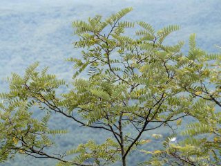 Робиния клейкая (Robinia viscosa) крупное дерево. Названа так за клейкие щетинки на побегах.