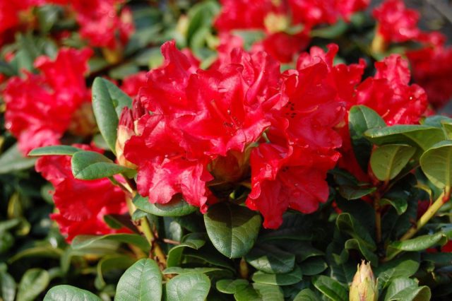 Некоторые растения развили свойства, которые помогают уменьшить иссушающий эффект ветра.