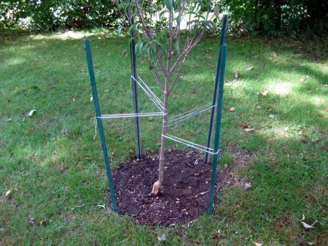 Используйте колья или шпалеры для поддержки высоких растений и свободно подвязывайте их, чтобы предотвратить чрезмерное раскачивание.