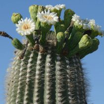 Хотя карнегия хорошо подходит для выращивания в домашних условиях, чтобы вырастить кактус большого размера, вам, вероятно, придётся купить уже взрослое растение