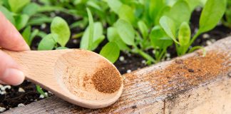 Что лучше в борьбе с муравьями: народные методы против химических инсектицидов - Удобрения и средства защиты Что лучше в борьбе с муравьями: народные методы против химических инсектицидов.