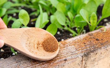 Что лучше в борьбе с муравьями: народные методы против химических инсектицидов Что лучше в борьбе с муравьями: народные методы против химических инсектицидов.