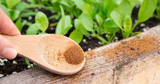 Что лучше в борьбе с муравьями: народные методы против химических инсектицидов.