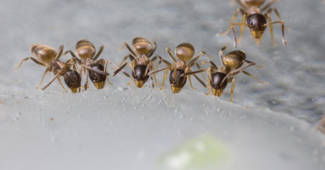 Борная кислота – давний и излюбленный бытовой инсектицид для борьбы с различными синантропными насекомыми.