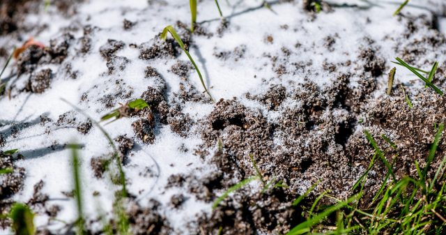 Хлорид и гидрокарбонат натрия также нередко советуют в качестве рабочих средств от муравьёв.