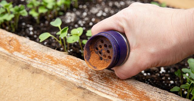 Всеми любые растительные репелленты хуже всего действуют на муравьёв, а точнее, почти никак.