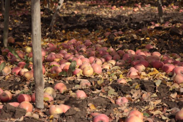 Лучше заложить здоровую ботву и падалицу в компост, а больную сжечь или закопать в ямы.