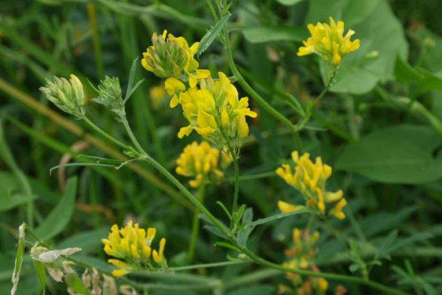 Для осеннего посева подойдут горчица, рапс, фацелия, рожь, люпин или люцерна.