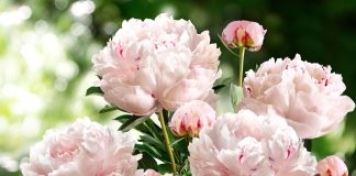 Чем заменить розы? 10 растений для яркого и простого в уходе цветника - Цветник и ландшафт Чем заменить розы? 10 растений для яркого и простого в уходе цветника